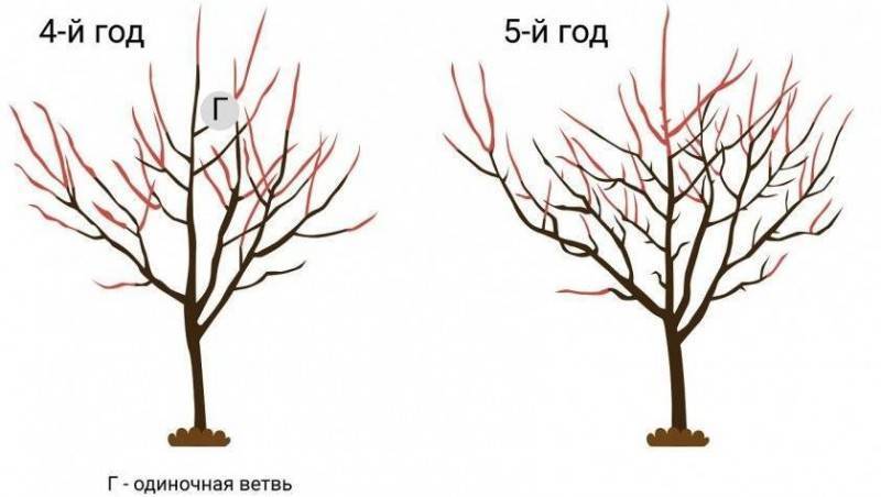 Абрикос: выращивание в саду, виды и сорта