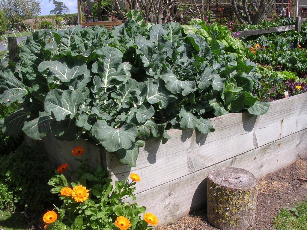 Лунный календарь садовода на август: благоприятные дни для посева и посадки