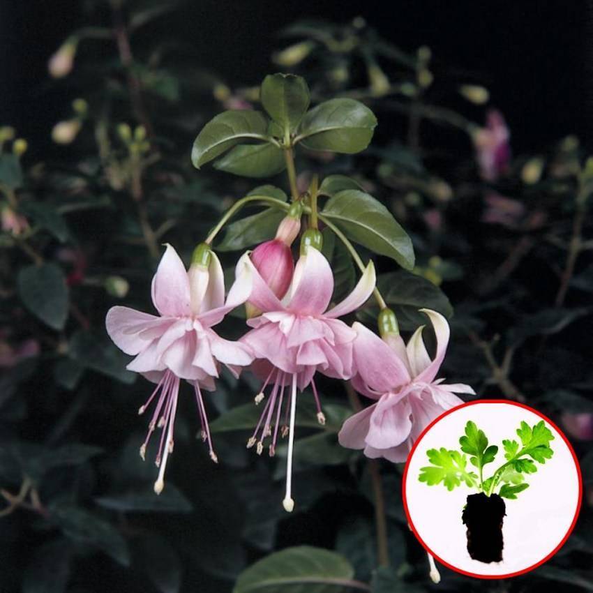 Фуксия (Fuchsia) – уход, фото, виды