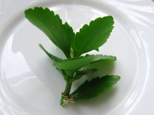 Каланхоэ (Kalanchoe) – уход, фото, виды