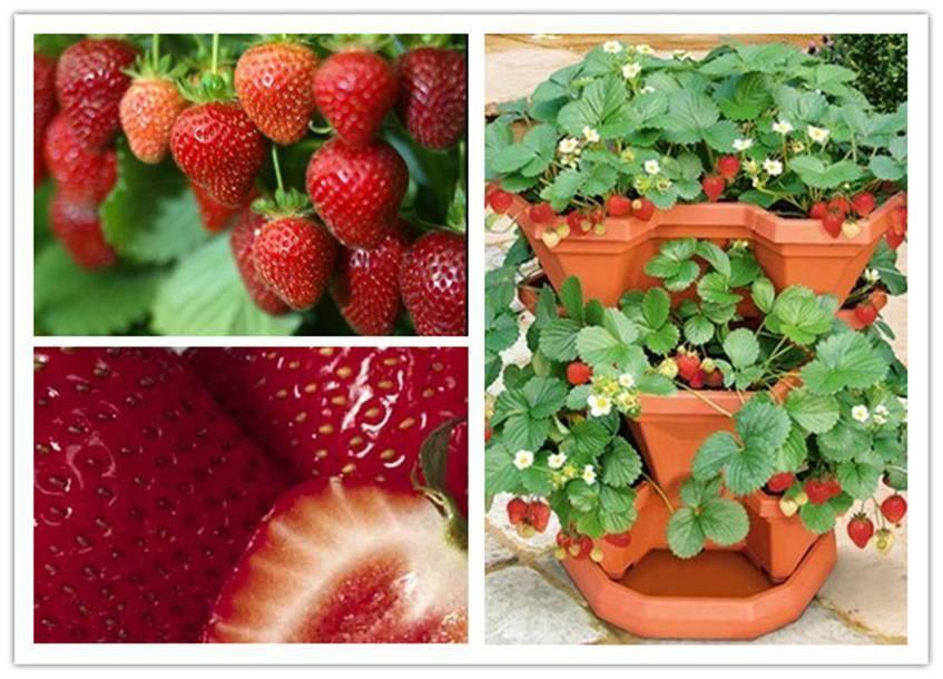 How to grow strawberries