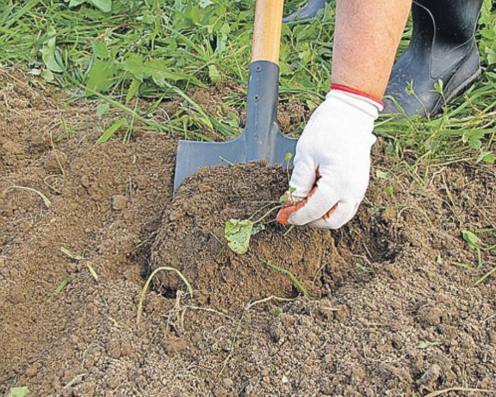 Сроки посева основных огородных культур в открытый грунт