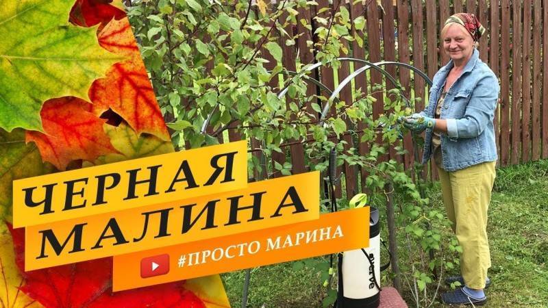 Два способа обрезки ремонтантной малины – для получения одного или двух урожаев в год