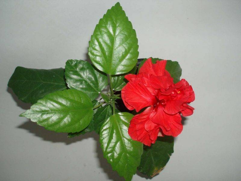 Ухаживание за гибискусом (hibiscus)