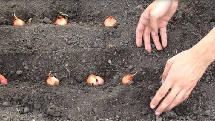 Посадка лука по лунному календарю в 2021 году: когда сажать, посев, когда выкапывать