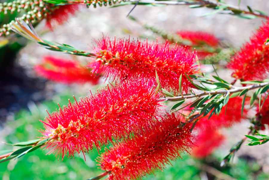 Каллистемон — выращивание и уход в домашних условиях, фото видов