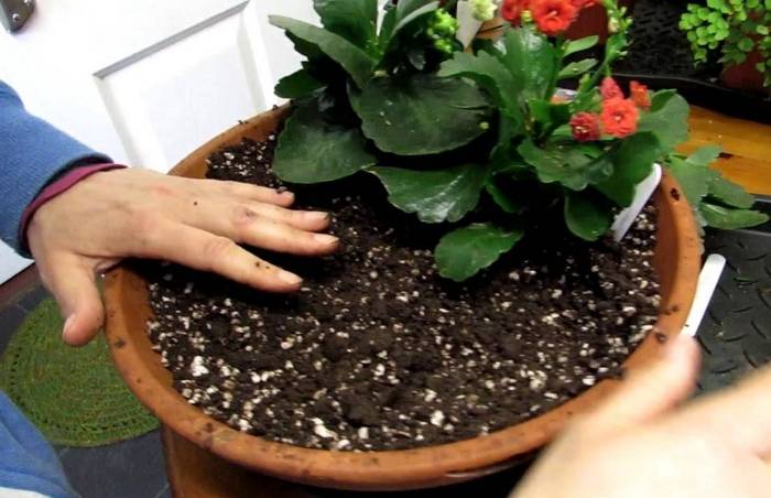 Каланхоэ (Kalanchoe) – уход, фото, виды