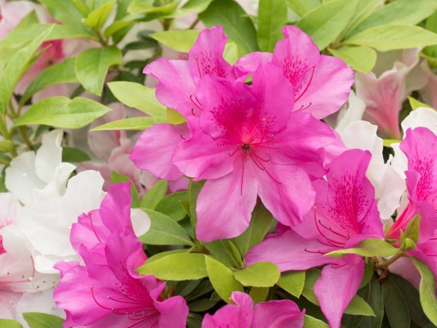 Азалия: уход в домашних условиях, особенности выращивания, фото