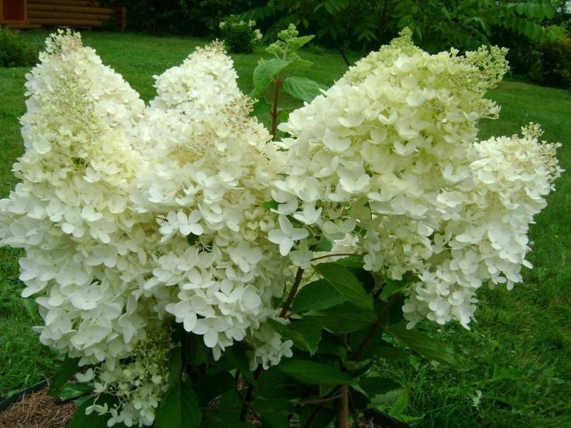 Фото гортензии