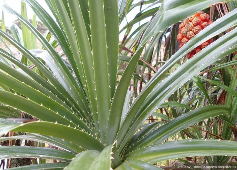 Агапантус (Agapanthus) – уход, фото, виды