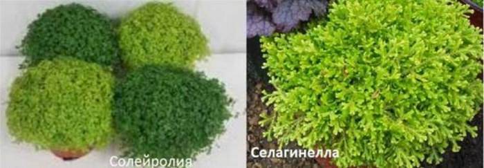 Флорариум с суккулентами — 5 интересных идей и пошаговая инструкция