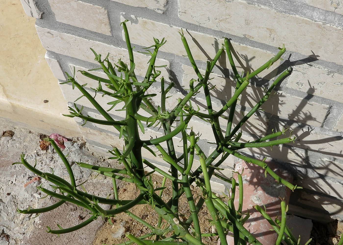 Молочай комнатный