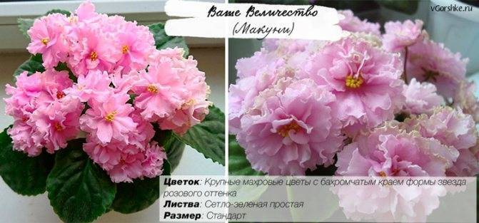 Кутровые