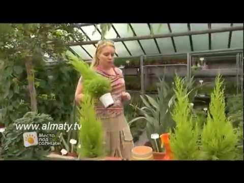 Кипарис комнатный: выращивание, виды и сорта
