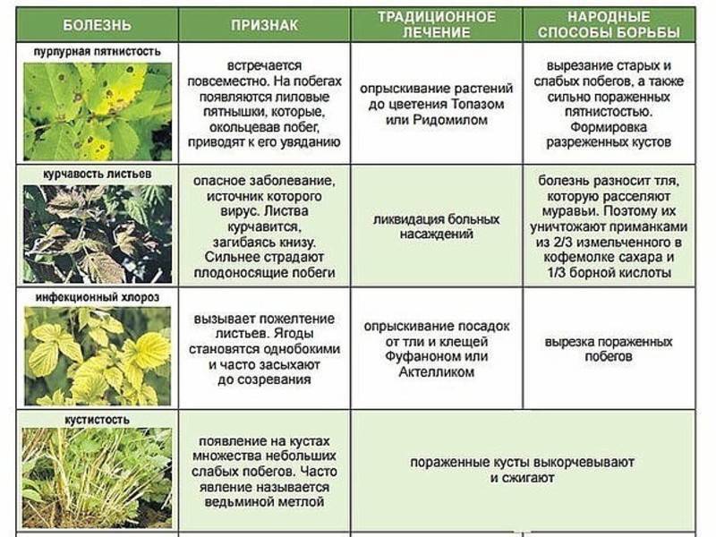 Малина: болезни и вредители и борьба с ними