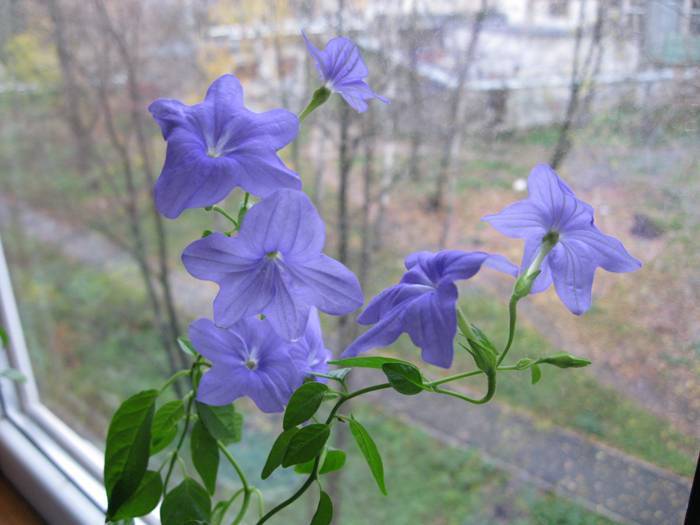 Банкол