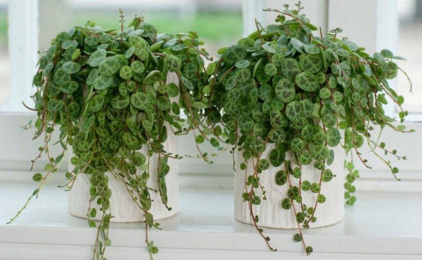 Пеперомия: фото, описание, особенности ухода