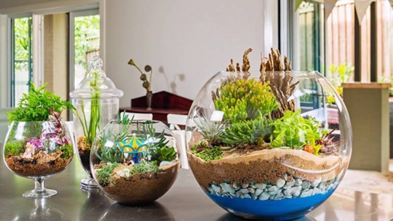 Флорариум с суккулентами — 5 интересных идей и пошаговая инструкция