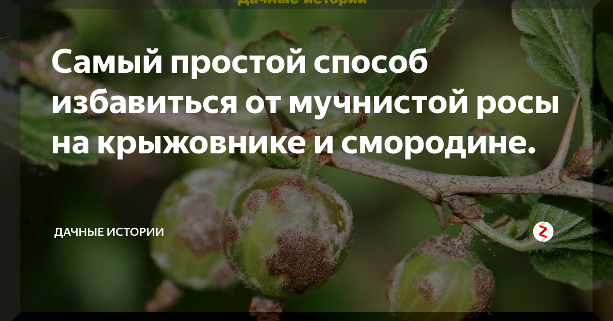 Чем обработать крыжовник от мучнистой росы. Мучнистая роса на крыжовнике. Обработка крыжовника от мучнистой росы. Препарат от мучнистой росы на крыжовнике. Препараты от мучнистой росы на крыжовнике и смородине.