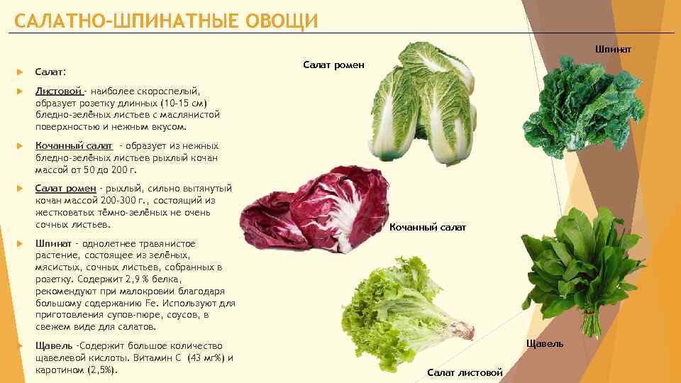 Высокие цветы-многолетники для сада: фото с названиями