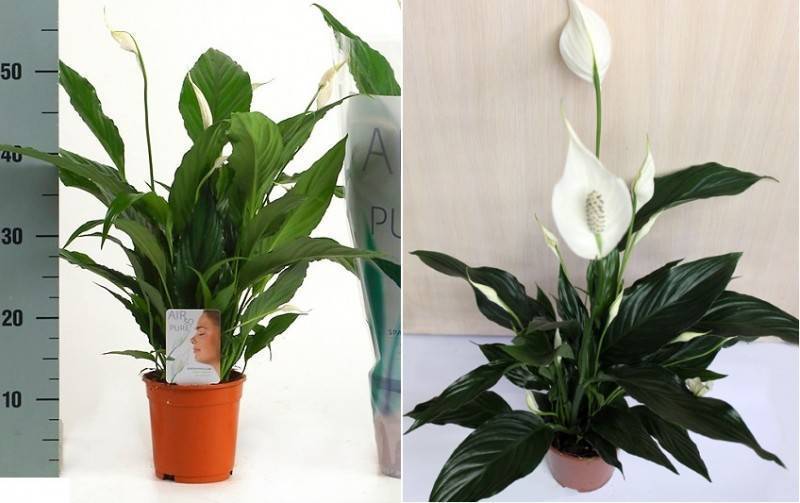 Спатифиллум (Spathiphyllum) – уход, фото, виды