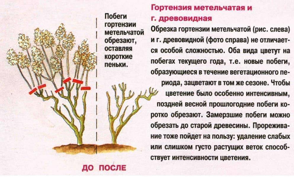 Гортензия древовидная - сорта с фото и названиями