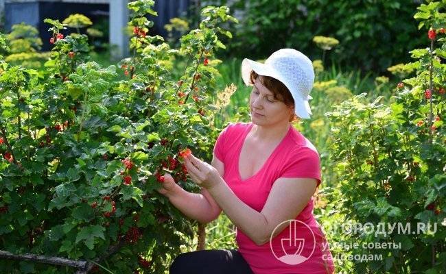 Осенняя подкормка смородины, которая на много увеличит урожай!