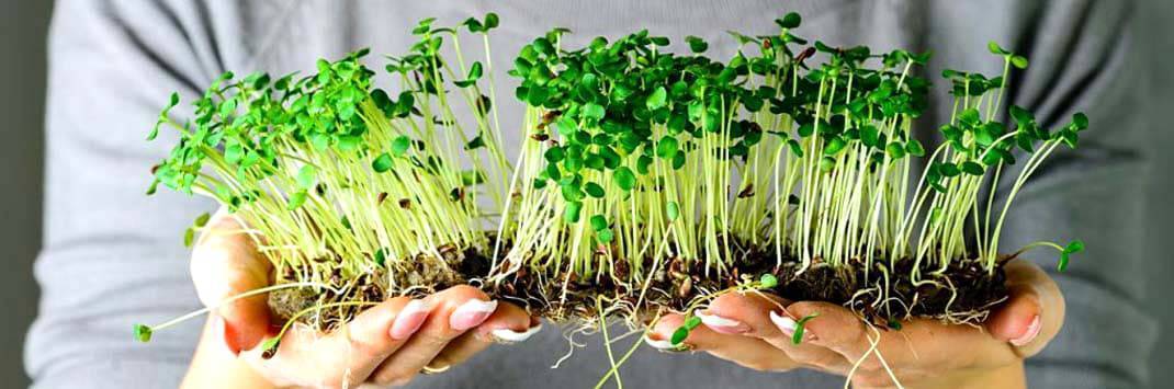 Микрозелень – модно и полезно: какие растения подходят для выращивания микрогрина?