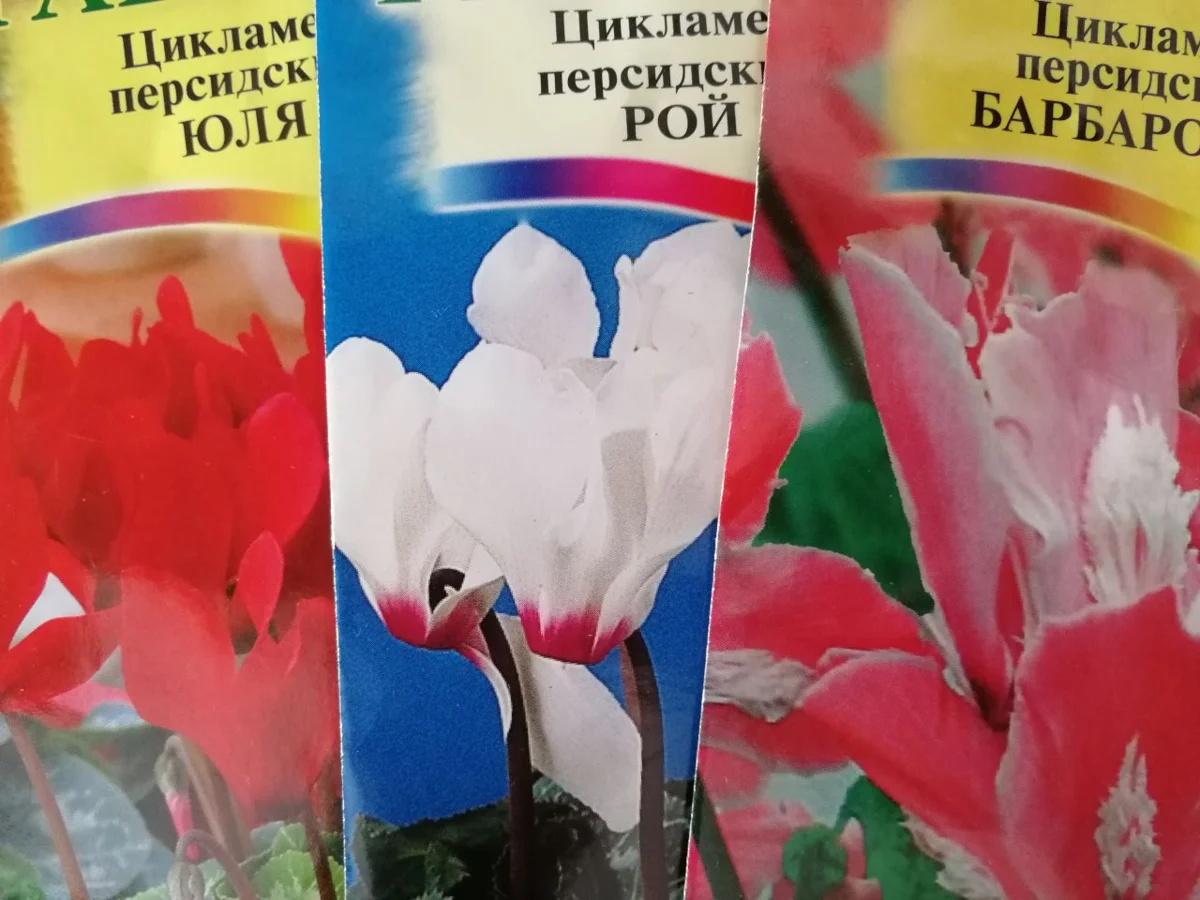 Купить Семена Цикламена На Авито
