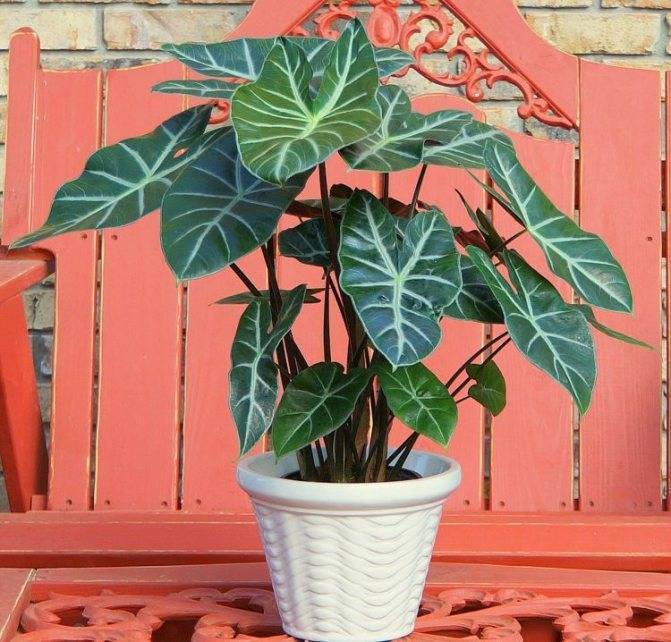 Алоказия (Alocasia) – уход, фото, виды