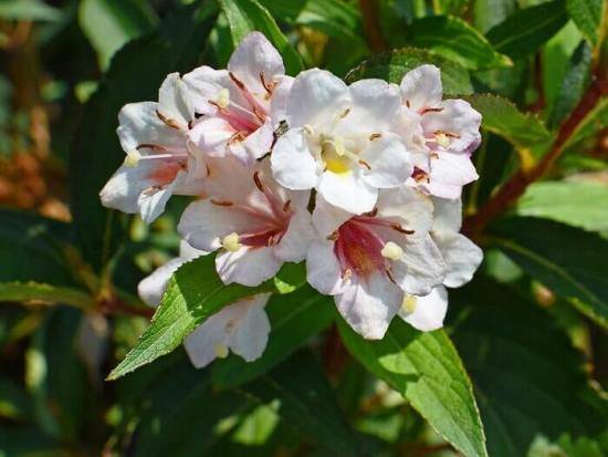 Абелия (Abelia) – уход, фото, виды