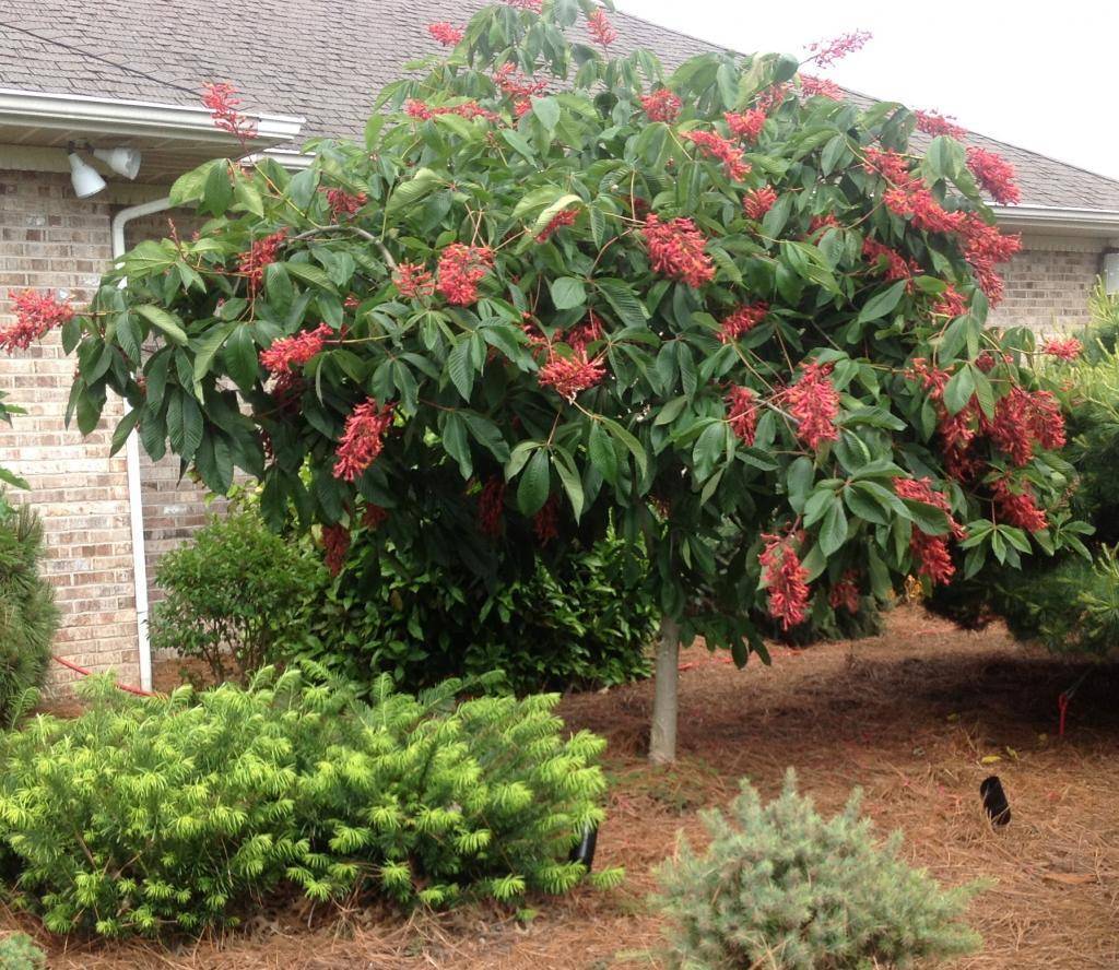 Дерево каштан: описание, особенности выращивания