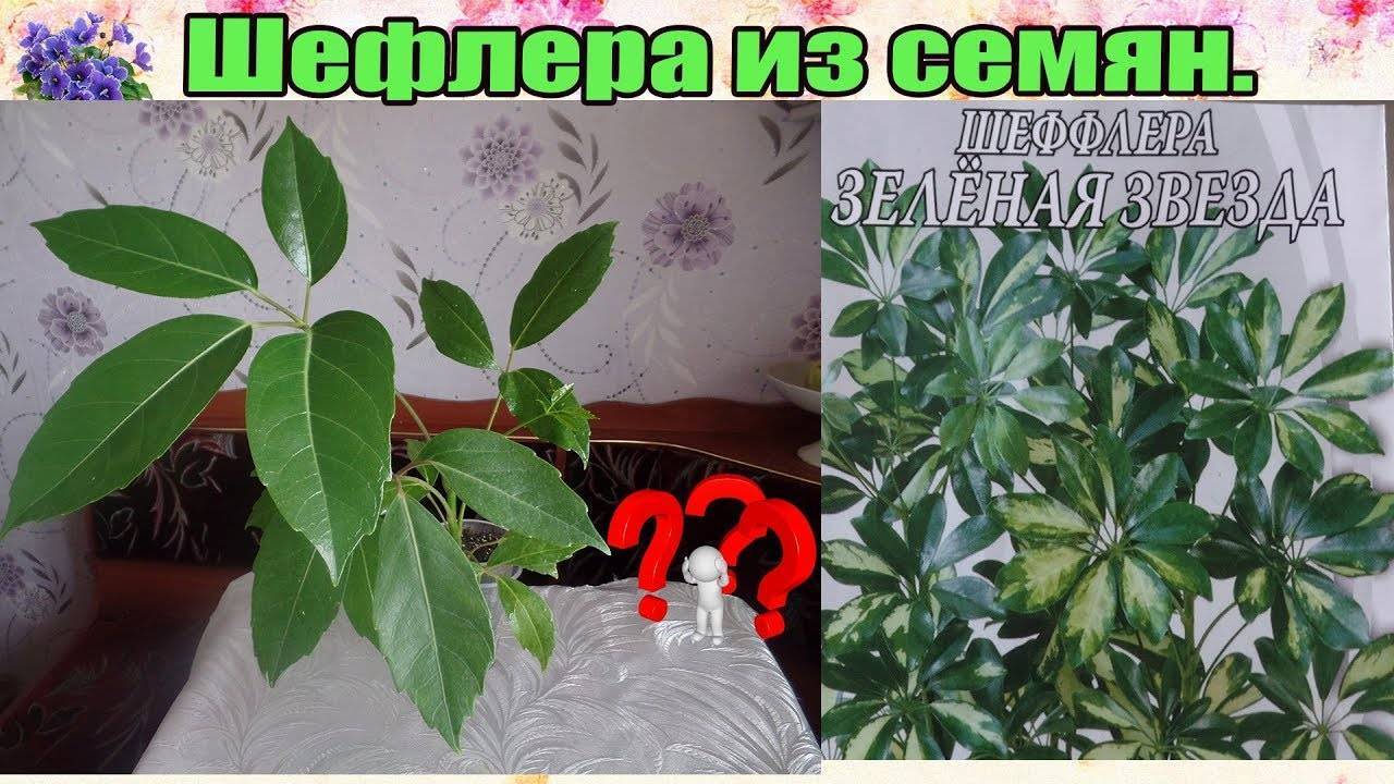 Шеффлера размножение в домашних условиях, способы, технология