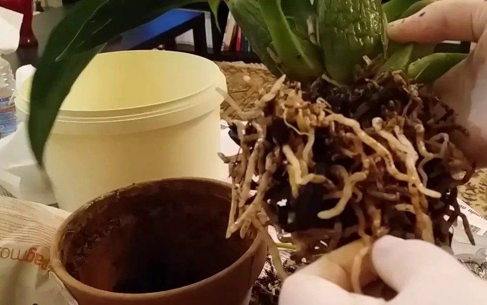 Зигопеталум в домашних условиях: уход и виды