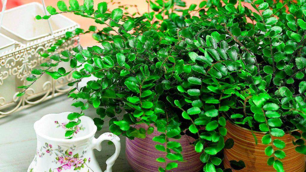 Пеллея — уход в домашних условиях, фото