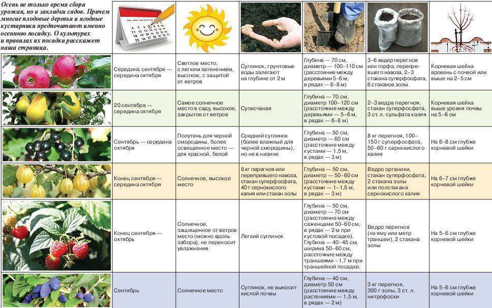 Подкормка смородины весной для хорошего урожая