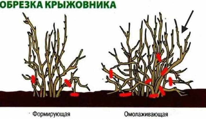 Крыжовник: выращивание в саду, обрезка, обработка