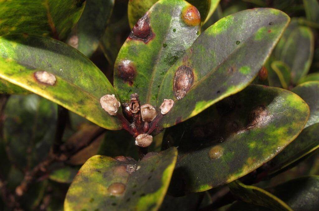 Фикус Бенджамина: формирование кроны, правила обрезки, плетение ствола