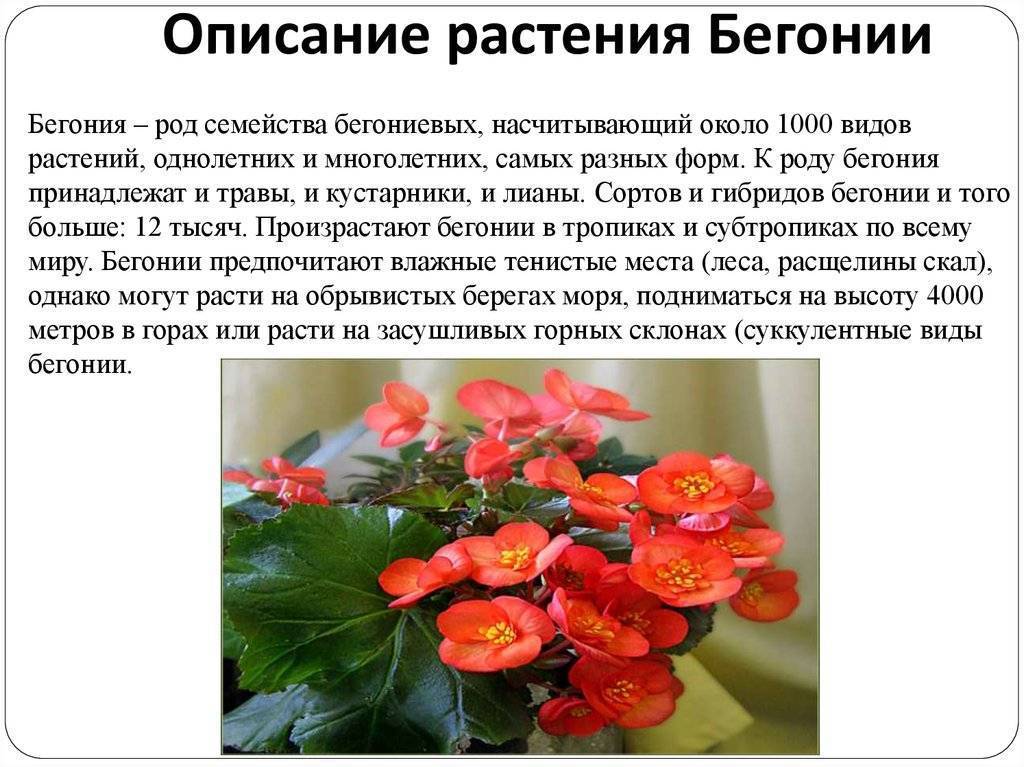 Семейство бромелиевых растений: список, описание, роды и виды