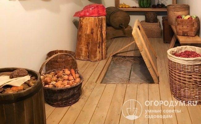 Луковицы тюльпанов