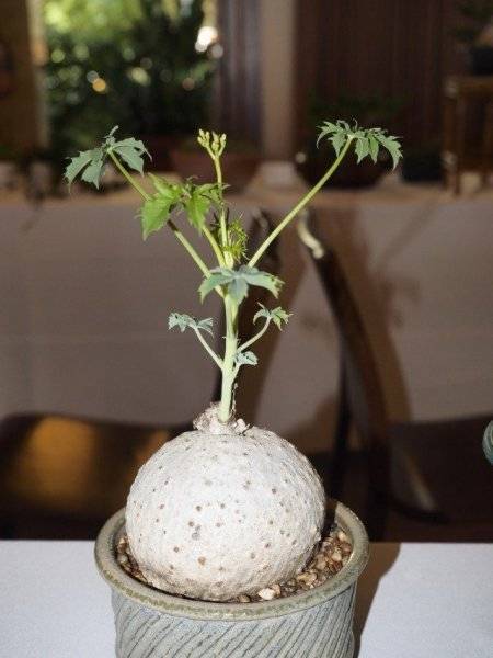Ятрофа (Jatropha) – уход, фото, виды