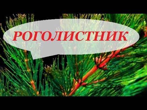 Роголистник: содержание в аквариуме, виды и фото