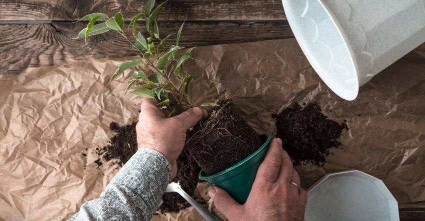 Как посадить фикус Бенджамина в домашних условиях?