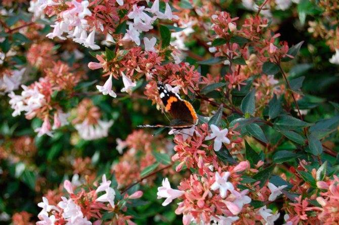 Абелия (Abelia) – уход, фото, виды
