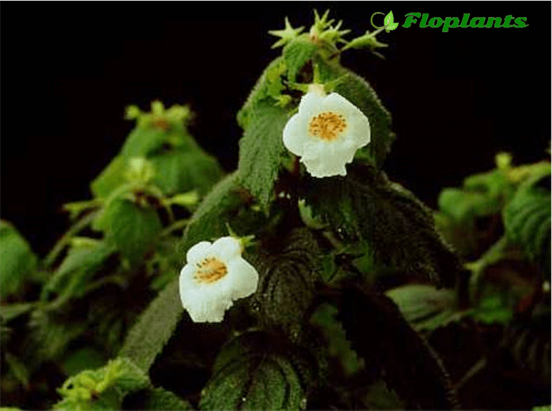 Ахименес (Achimenes) – уход, фото, виды