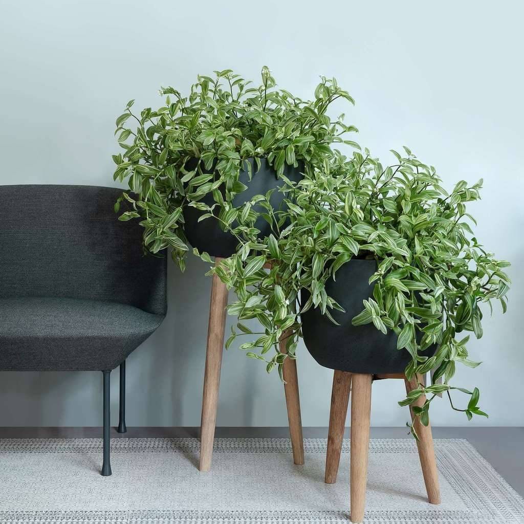 Традесканция — уход в домашних условиях, размножение, фото видов