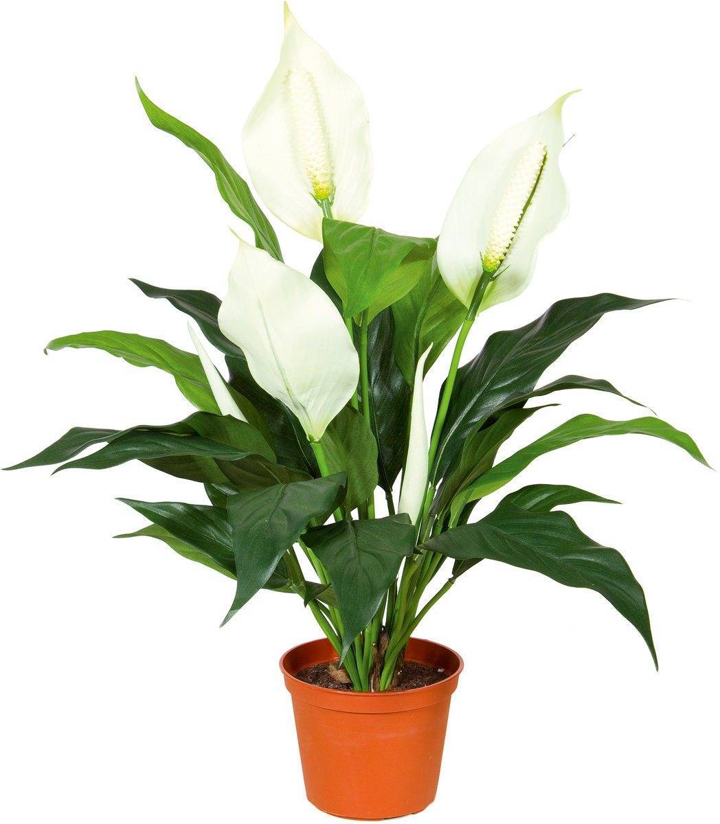 Спатифиллум (Spathiphyllum) – уход, фото, виды
