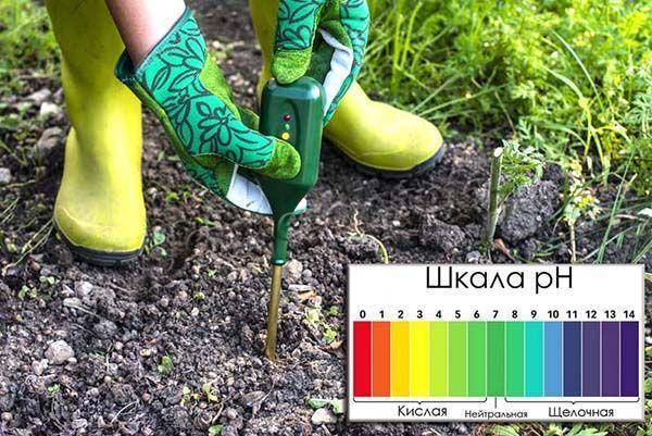 Малина: болезни и вредители и борьба с ними