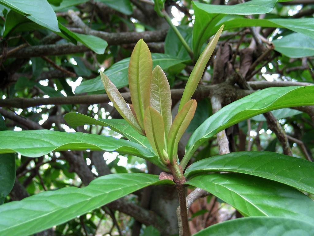 Нидуляриум (Nidularium) – уход, фото, виды