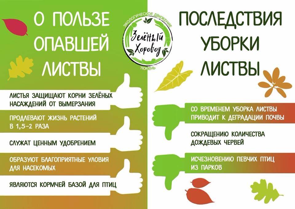 Обязательно ли нужно убирать опавшую листву или от неё может быть польза?